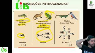 Excreção 2 Tipos de excretas nitrogenadas [upl. by Rosemari363]