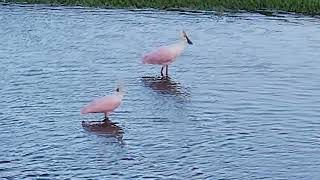 Roseate Spoonbill in Tarpon Springs Florida bird watching [upl. by Iseabal]