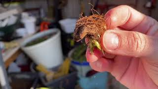 Prepping Anemones Crocosmia amp Acidenthera for Winter Storage [upl. by Aleafar889]