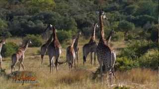 Leshiba Wilderness Wildlife Reserve Limpopo South Africa  Africa Travel Channel [upl. by Lihp]