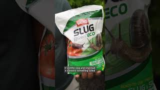 How to Deal with Slugs and Snails in Your Garden 🐌 🌿 garden gardeningadvice [upl. by Reemas]