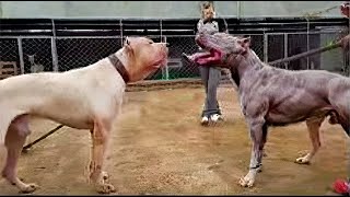 Pitbull VS Dogo Argentino  Dogo Argentino VS Pitbull Video Pelea Real [upl. by Teena]