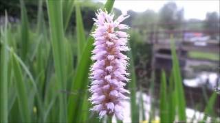 Adderwortel Persicaria bistorta  20160601 [upl. by Clapp]