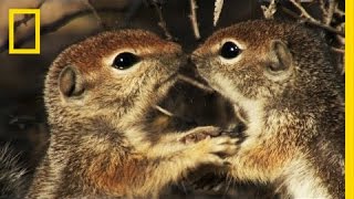 Squirrels Just Wanna Have Fun  Americas National Parks [upl. by Laitselec320]