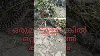 ഒരേ വലയിൽ രണ്ട് പാമ്പ്🐍 Rescuing two nonvenomous snake entangled in net urbansnakelife sarpa [upl. by Suivatna]