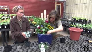 How To Plant a Spring Flower Container [upl. by Navarro]