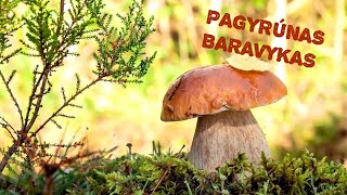 Pagyrūnas Baravykas  Kostas Kubilinskas [upl. by Mikal]