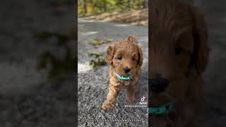 Mini Doodles searching for their home newpuppy doodlepup goldendoodle labradoodle [upl. by Puduns163]