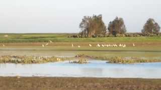 Falconry  Calidus X Hobby chasing waders شاهين بحري مهجن [upl. by Arihk]