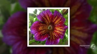 Salpiglossis  garden plants [upl. by Donalt]