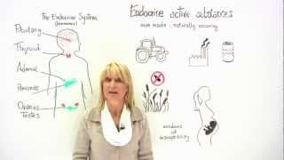 The Endocrine System and food safety [upl. by Anne-Corinne]