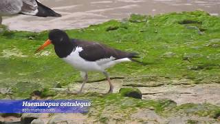 Ostrero Haematopus ostralegus [upl. by Ailekat]