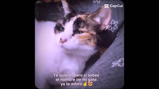 ✨te quiero pero si te sabes el nombre de mi gata ☝️😻 [upl. by Ileak]