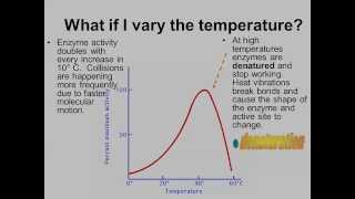 Factors that affect Enzyme Activity IB Biology [upl. by Nessa]