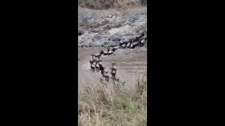 The Amazing Wildebeest Migration crosses the Masaai Mara River in Africa 🇰🇪 kenya [upl. by Elton335]