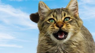 Cat Sounds To Attract Cats  Cats Meowing To Attract Kittens [upl. by Nylatsirk]