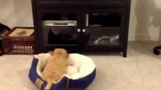 Henry the cavapoo puppy barking at his reflection [upl. by Showker]