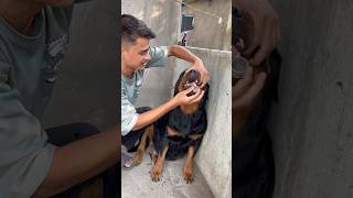 Rottweiler Daisy ne Liver tonic vomiting kr de 😰❌rottweiler shorts dog viral [upl. by Nylarak441]