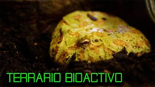 TERRARIO BIOACTIVO PARA RANA PACMAN  COMO HACER UN TERRARIO BIOACTIVO [upl. by Johnathan993]