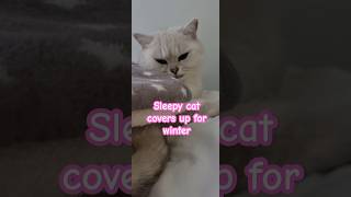 ✨️🐈☃️cat covers up with blanket as temperature drops🌡 cats catlover [upl. by Arded836]