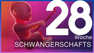 28 Schwangerschaftswoche Was passiert im dritten Trimester  Update 28 SSW [upl. by Anitsyrk730]