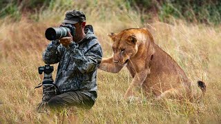 Lion Surprised Photographers When He was Taking Pictures [upl. by Reivazx]