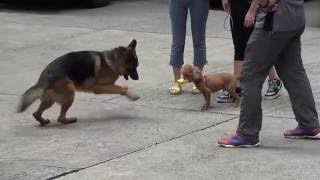 German Shepherd and Poodle Playing and Barking [upl. by Kuhn]