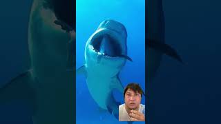 shark netflix movie music adventure beats tiktok [upl. by Hayidan]