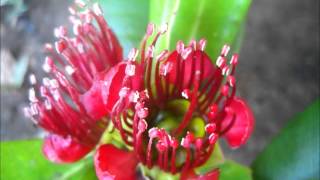 Palawan Endemic Flora Xanthostemon speciosus showing species variation [upl. by Klos850]