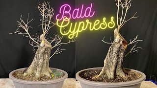 Bald Cypress Bonsai Tree Taxodium Distichum [upl. by Shani203]