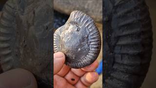 fossilhunting in Whitby Yorkshire for jurassic fossil ammonite nodules [upl. by Diarmid]