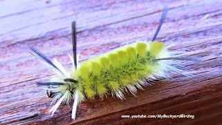 Banded Tussock Moth Caterpillar  Yellow [upl. by Enirak434]