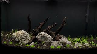 New 46 Gallon Planted Tank [upl. by Fianna]