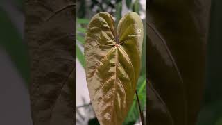 One of a beautiful Anthurium magnificum hybrid [upl. by Tabbatha367]