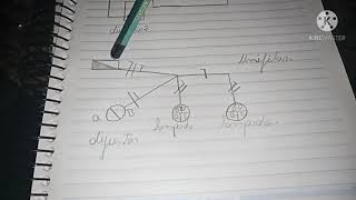 ligação de duas lampadas comandadas por interruptor duplo 2 seções esquema multifilar e unifilar [upl. by Forelli]