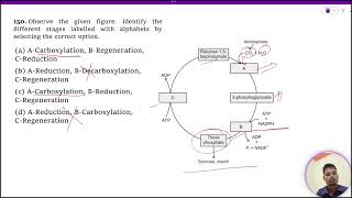 Observe the given figure Identify the different stages labelled with alphabets by selecting the [upl. by Sterne]