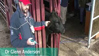 Cydectin Long Acting Injection for Cattle Application Demonstration [upl. by Ariana]