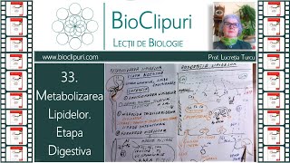 33 Metabolizarea lipidelor  etapa digestiva Corint [upl. by Dessma]