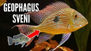 Geophagus Sveni  Growth Rate amp Evolution [upl. by Vincentia841]