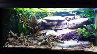 Xiphophorus Maculatus aquarium opgrade with more moler stones [upl. by Joyan]