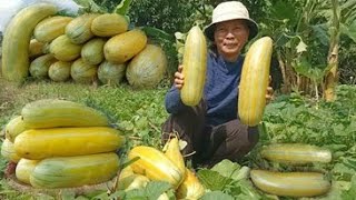 How to Grow Honeydew Melon from Seeds to Harvest  Growing Honeydew Melon by NY SOKHOM [upl. by Malkin]