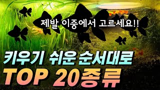 물고기 키우기 쉬운순서대로 20종류 정리해드립니다구피 테트라 절대 비추 [upl. by Akenom878]