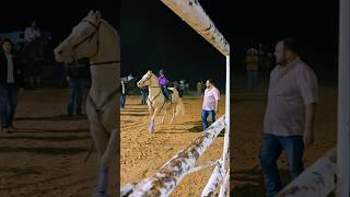 Rodeo in Laredo tx viralvideo shorts cowgirl horse music rodeo valentinasosa jdlpuma208 [upl. by Ellednahs]