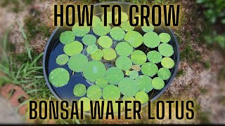 How to Grow Bonsai Lotus 20 Day time period sorta [upl. by Sumaes]