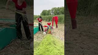 Ultrafine grass pulping machine licorice can be powdered wet grass can be pulped corn [upl. by Brout]