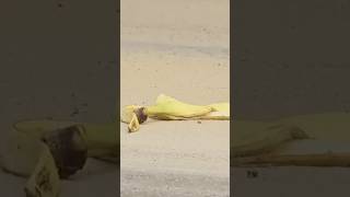 Banana Peel Prank  Just For Laughs Gags [upl. by Icnarf]