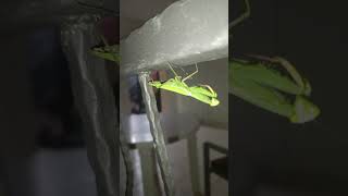 mantis look like alien bogomoljka pogled vanzemaljca alien insects look [upl. by Annemarie]