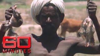 The Indian Irulas tribe snake and rat busters 1990  60 Minutes Australia [upl. by Silvia]