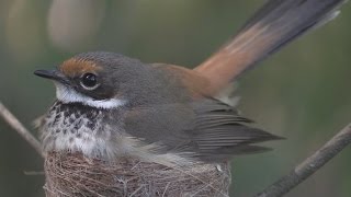 Rufous Fan tail up close  Rhipidura rufifrons HD Video clip 34 Tim Siggs ABVC [upl. by Hermy]