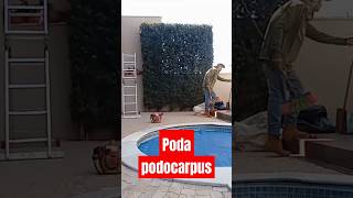 Poda podocarpus com Stihl ka 120 stihl jardineiro vidadejardineiro baldojardins poda shorts [upl. by Maximo]